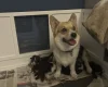 Welsh Corgi Pembroke