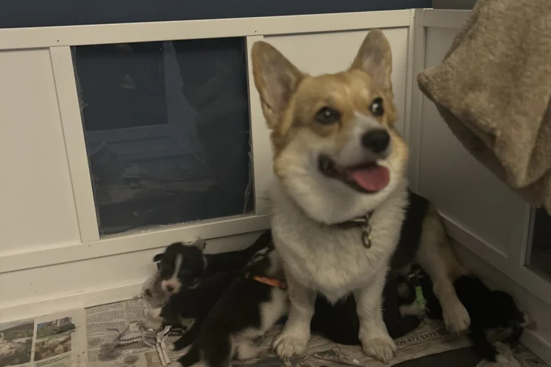 Welsh Corgi Pembroke