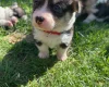 Welsh Corgi Pembroke
