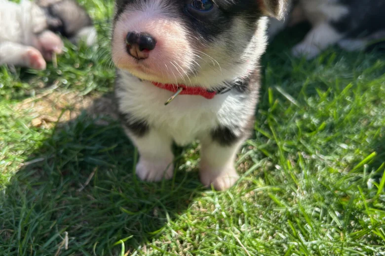 Welsh Corgi Pembroke