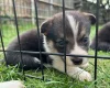 Welsh Corgi Pembroke