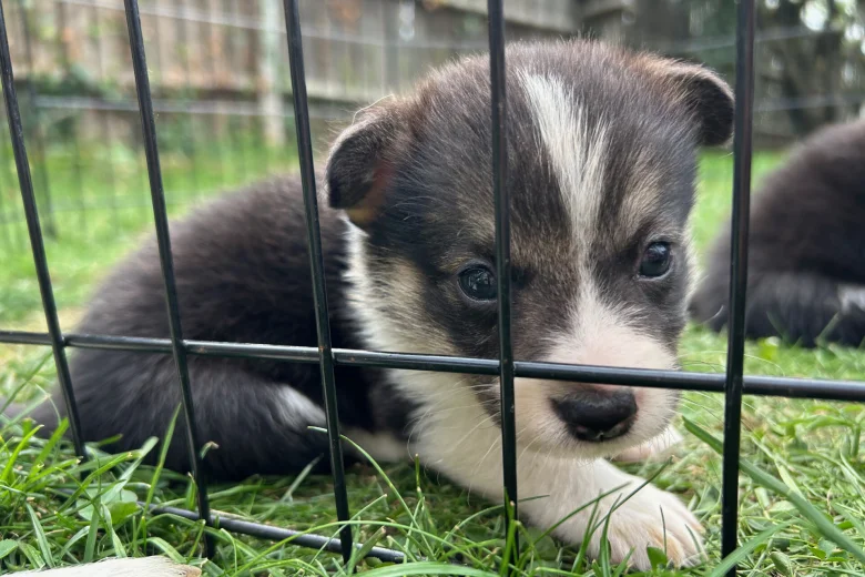Welsh Corgi Pembroke
