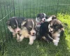 Welsh Corgi Pembroke