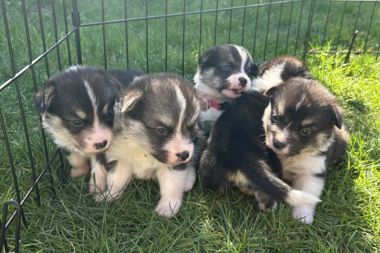 Welsh Corgi Pembroke