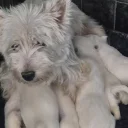West Highland White Terrier
