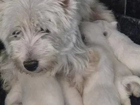West Highland White Terrier