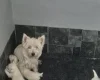 West Highland White Terrier