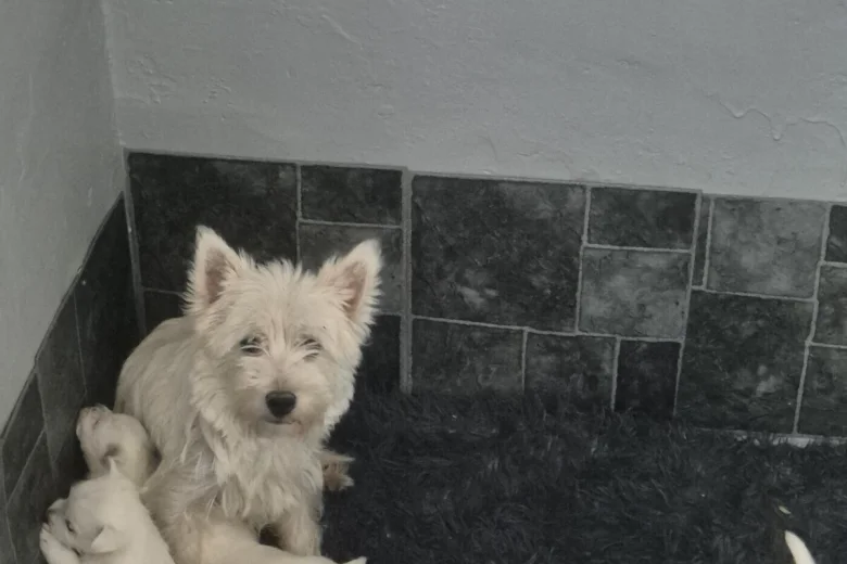West Highland White Terrier