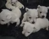 West Highland White Terrier