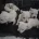West Highland White Terrier