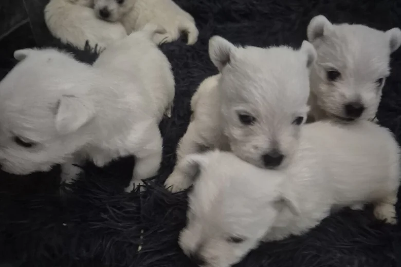 West Highland White Terrier