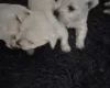 West Highland White Terrier
