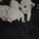 West Highland White Terrier
