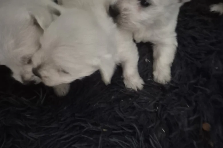 West Highland White Terrier