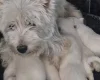 West Highland White Terrier