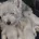West Highland White Terrier