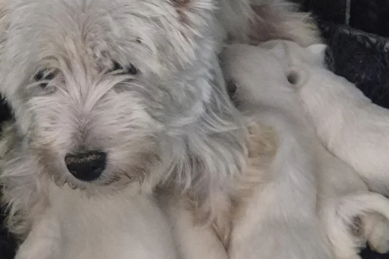 West Highland White Terrier