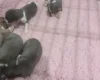 Whippet