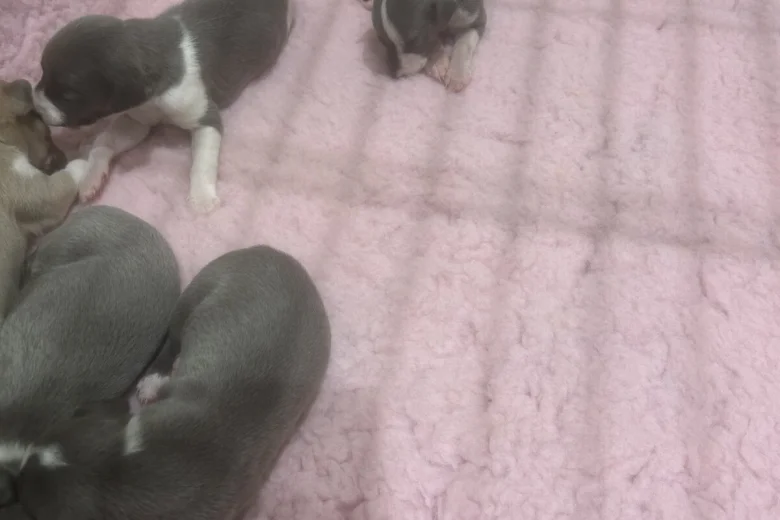 Whippet