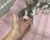 Whippet