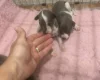 Whippet