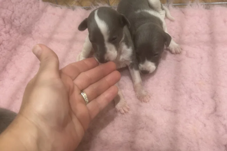 Whippet