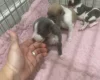 Whippet