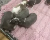 Whippet