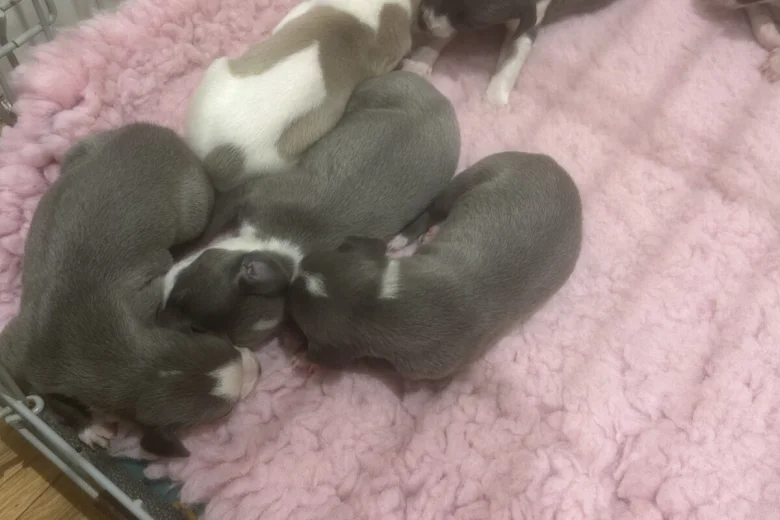 Whippet