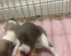 Whippet