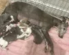Whippet