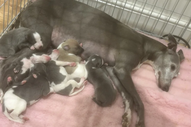Whippet