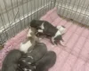 Whippet