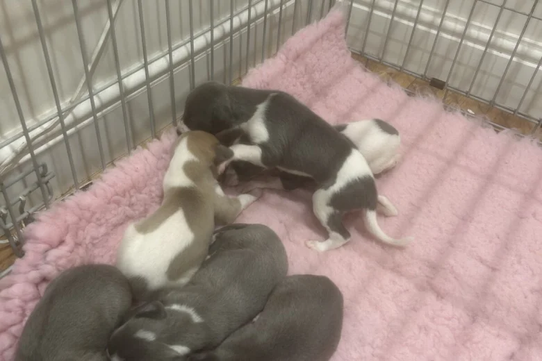 Whippet