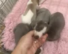 Whippet