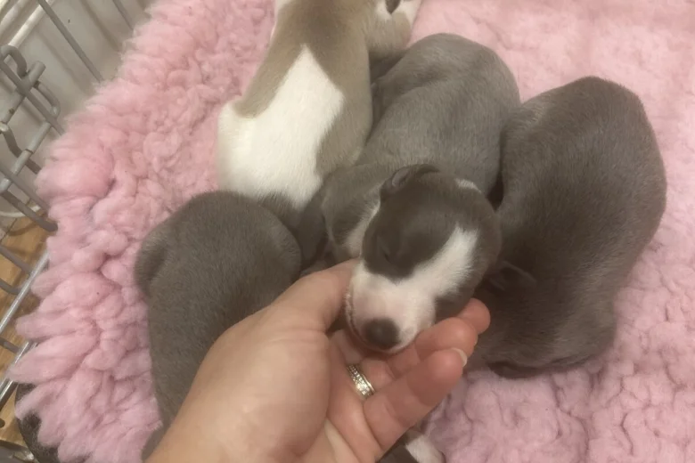 Whippet