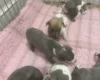 Whippet
