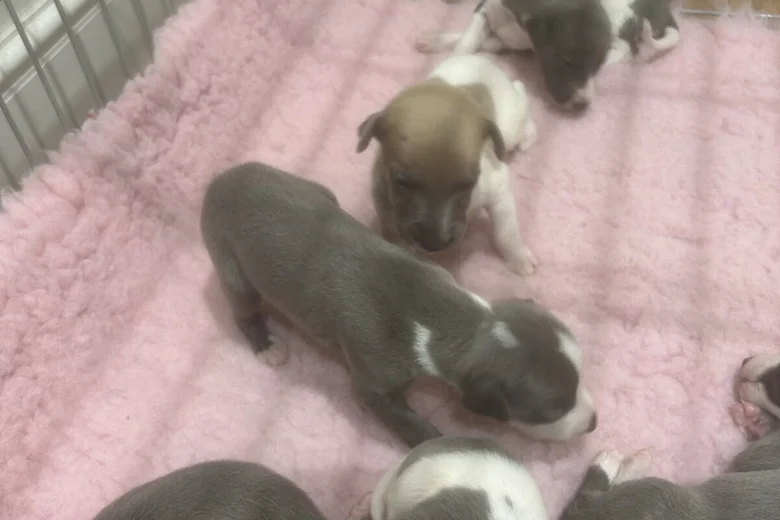Whippet