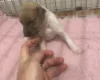 Whippet