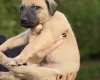 Lurcher