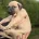 Lurcher