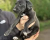 Lurcher
