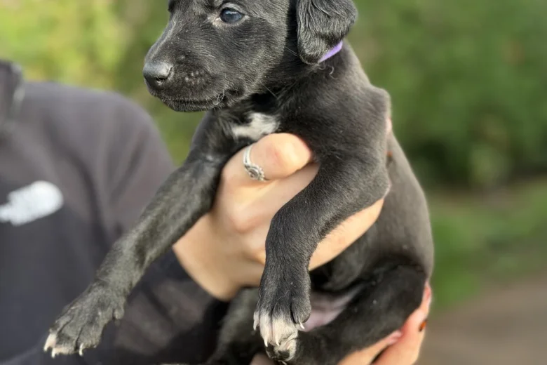 Lurcher