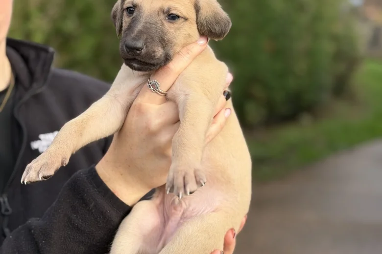 Lurcher