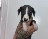Whippet
