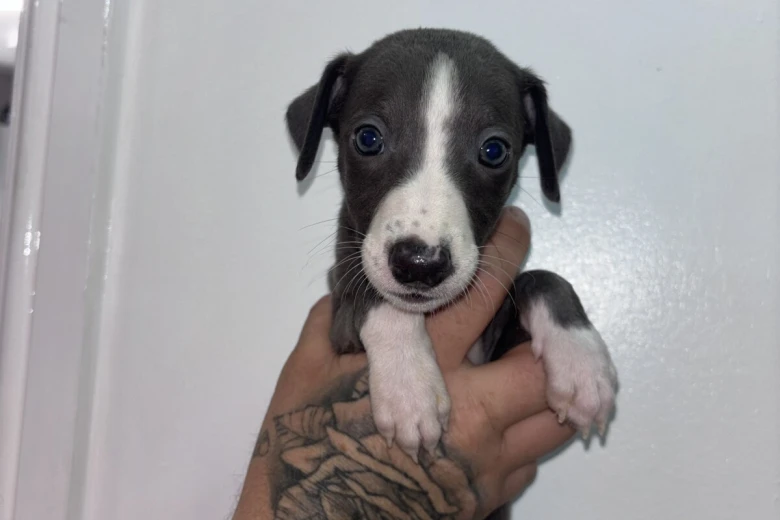 Whippet