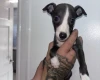 Whippet