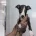 Whippet