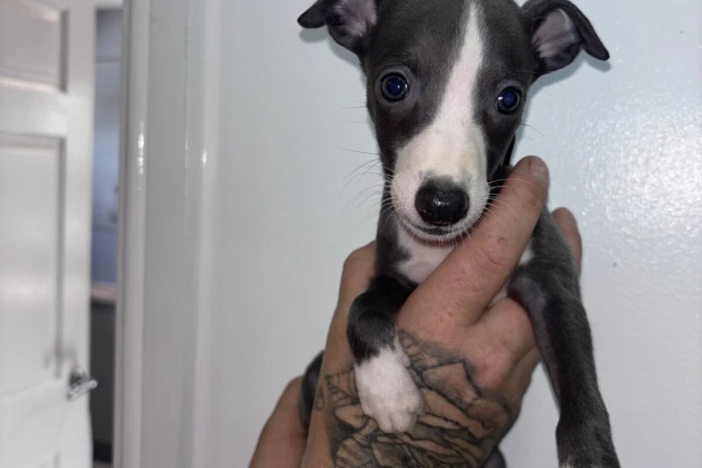 Whippet