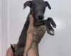 Whippet